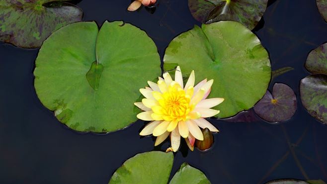 pool91.jpg