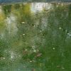 High Quality Algaecide 10 Litres Algicide algae controller remover