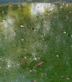 High Quality Algaecide 1 Litre Algicide algae controller remover